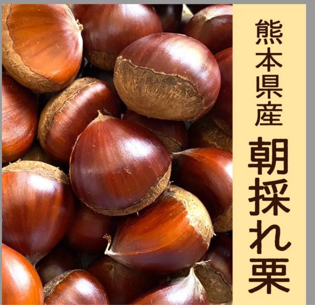熊本県産 朝採れ栗