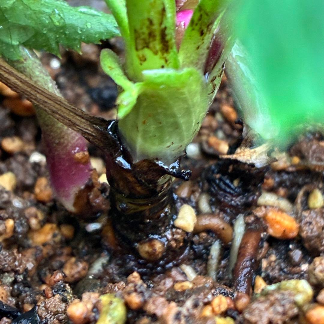 ま*い様 3406☘️蕾付き☘️超レア☘️唯一無二☘️⭐️ツヤツヤ赤⭐️クッキリ