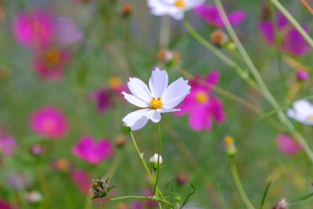 PENTAX Tele-Takumar 200mm F5.6 円形ボケの10枚羽