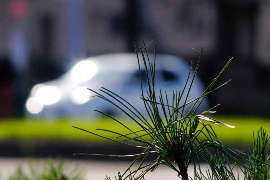 PENTAX Tele-Takumar 200mm F5.6 円形ボケの10枚羽