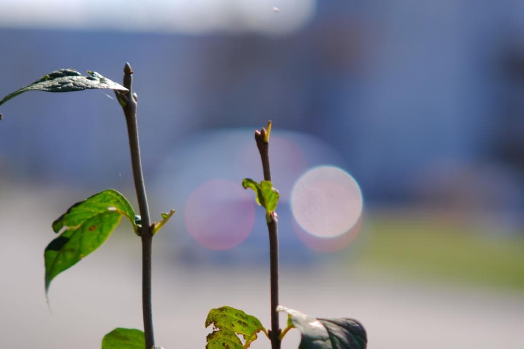 PENTAX Tele-Takumar 200mm F5.6 円形ボケの10枚羽