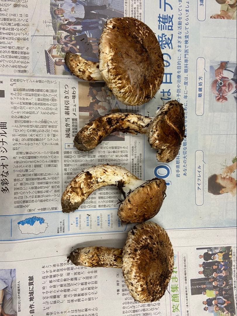 岩手県産松茸　開き