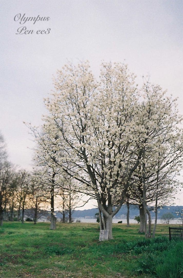 ★作例多数！★olympus pen ee3★完動・美品・赤ベロOK★入門に！