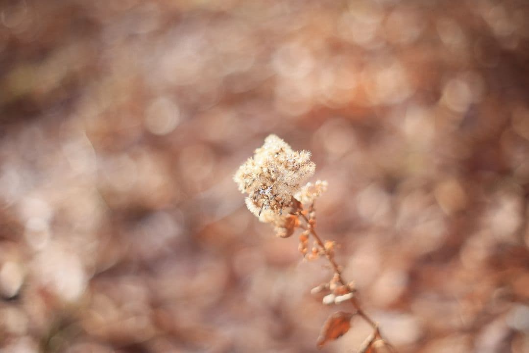 Super-Takumar 55mm F1.8 前期型 S/N：1053586