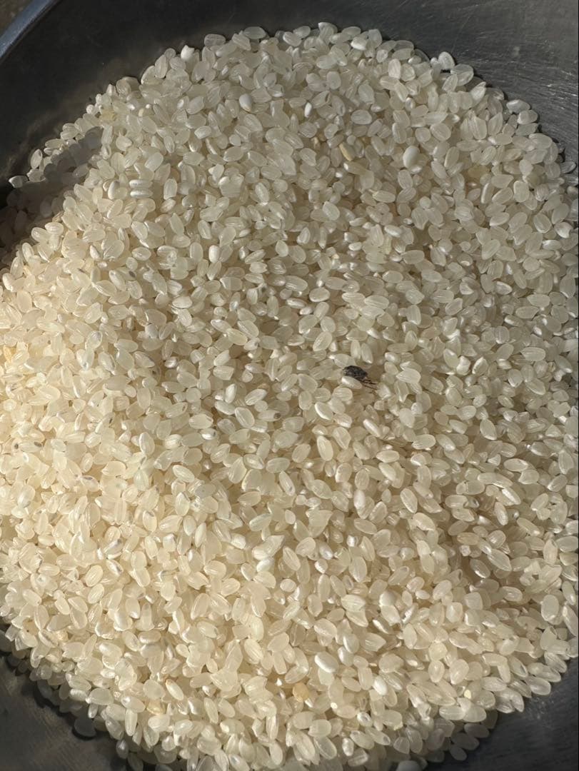 限定１袋　訳あり　無洗米　34kg お米　米　ご飯