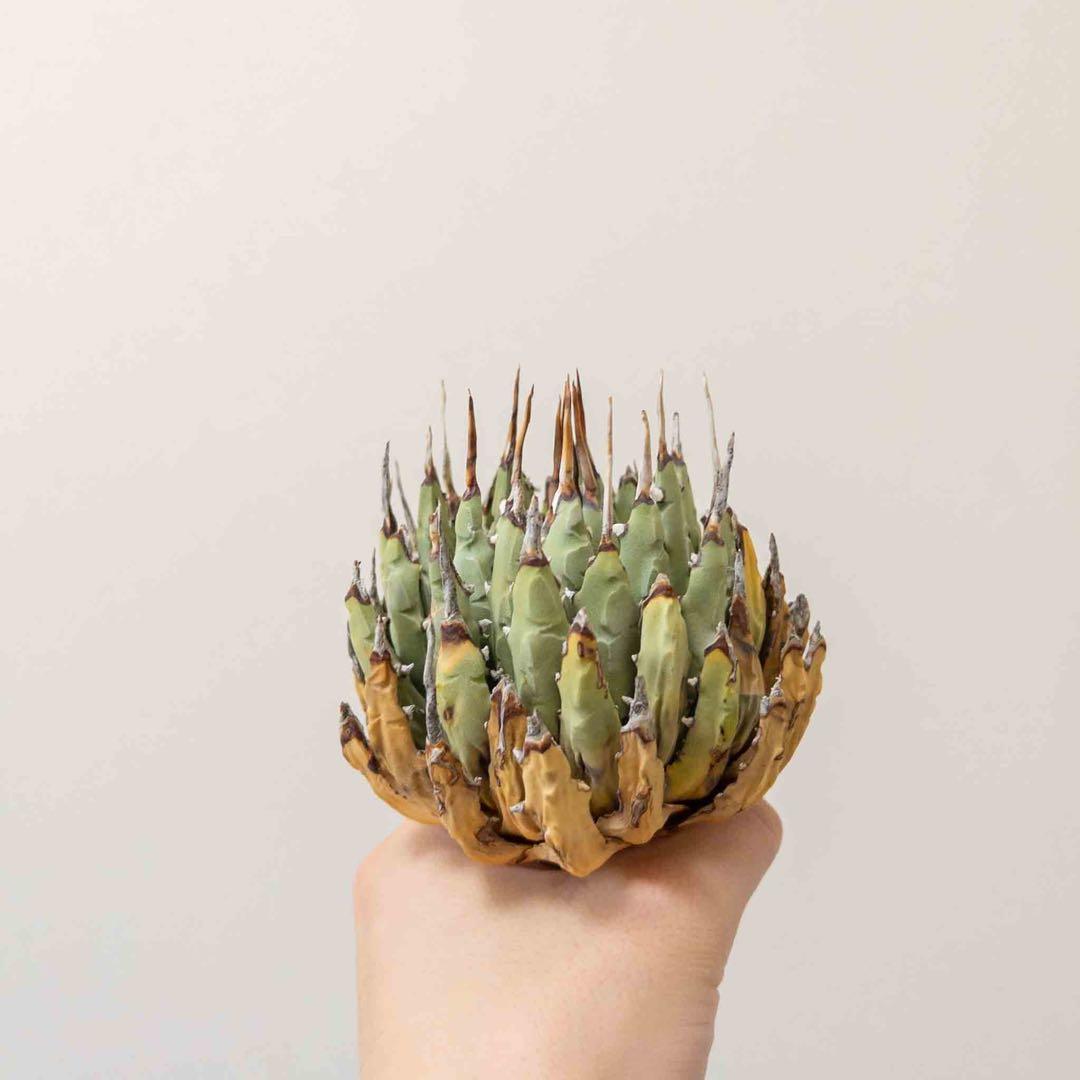 69 ユタエンシス エボリスピナ 現地株 ベアルート 陽炎 アガベ