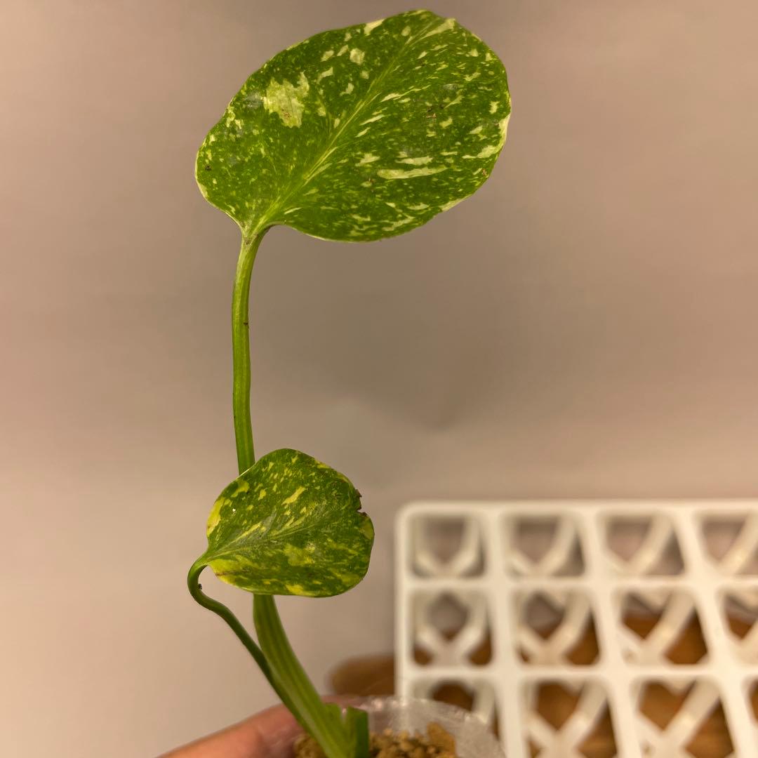 S*u様 ms24モンステラ・エレクトロライト 斑入り 希少種　Electro