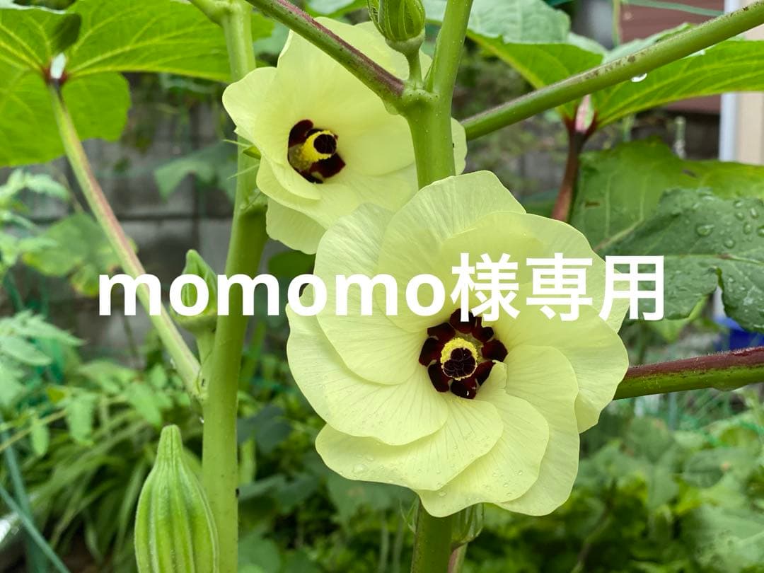 momomoです