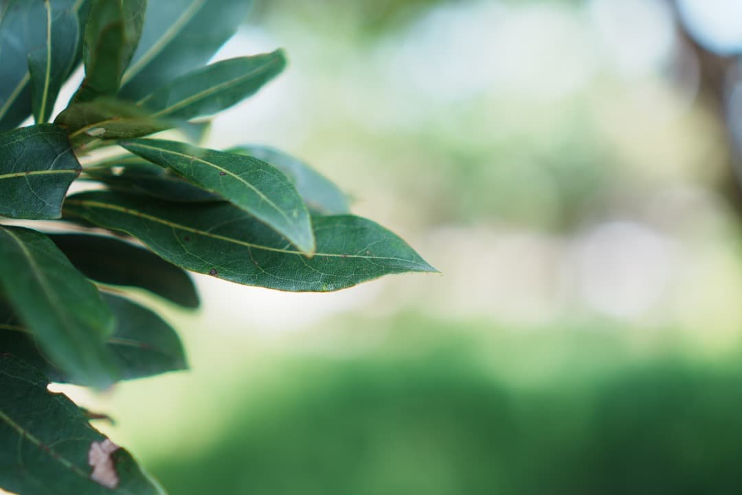 【美品】動作◎ SONY E 35mm F1.8 OSS 神レンズ 391