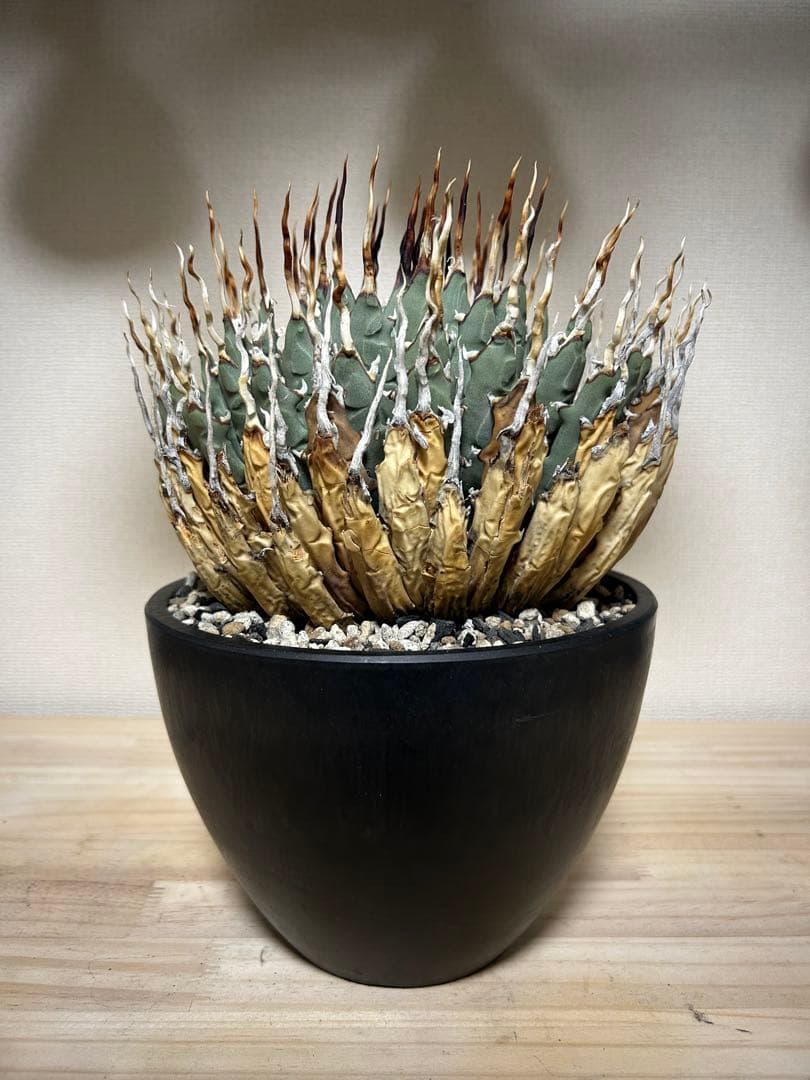 アガベユタエンシスエボリスピナ陽炎　子株付き