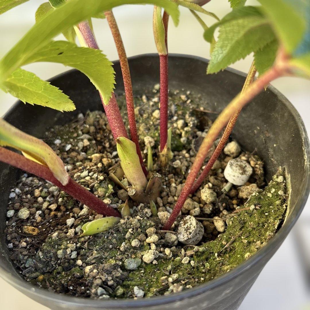 広瀬園芸　クリスマスローズ　開花株　匿名発送 ピンクオーレアセミダブル　小輪