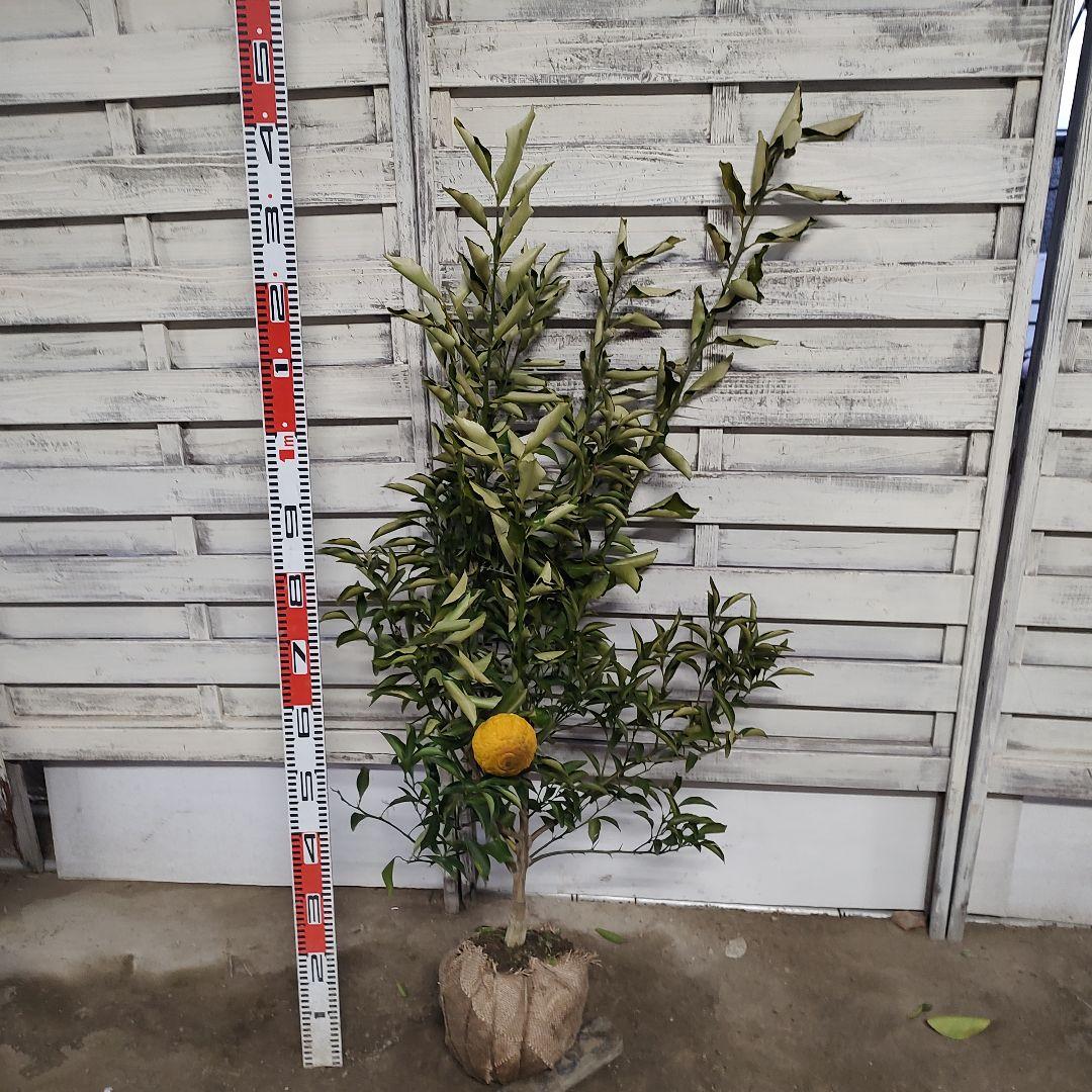 はるか 3年生 苗木 実つき！ 大苗