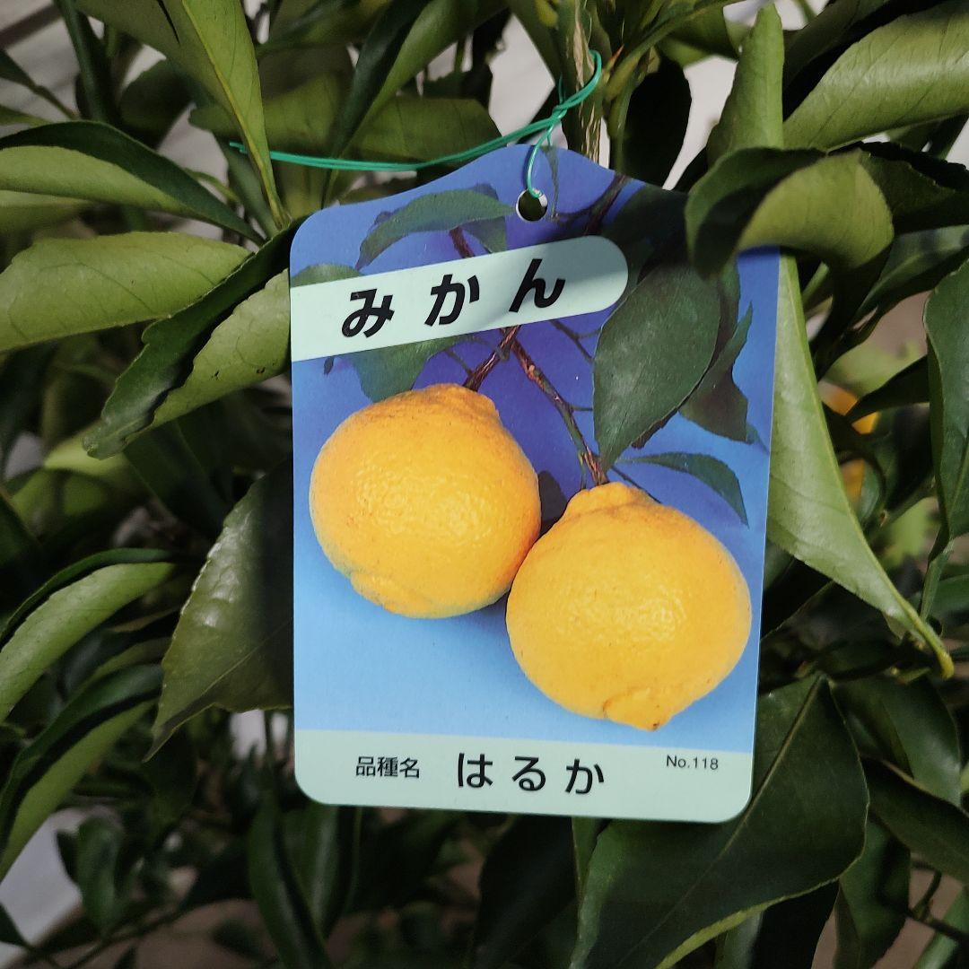 はるか 3年生 苗木 実つき！ 大苗