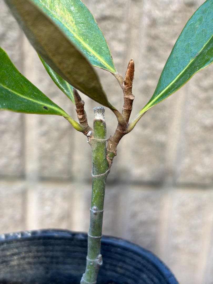 G*n様 タイサンボク　リトルジェム　3.5号ポット苗