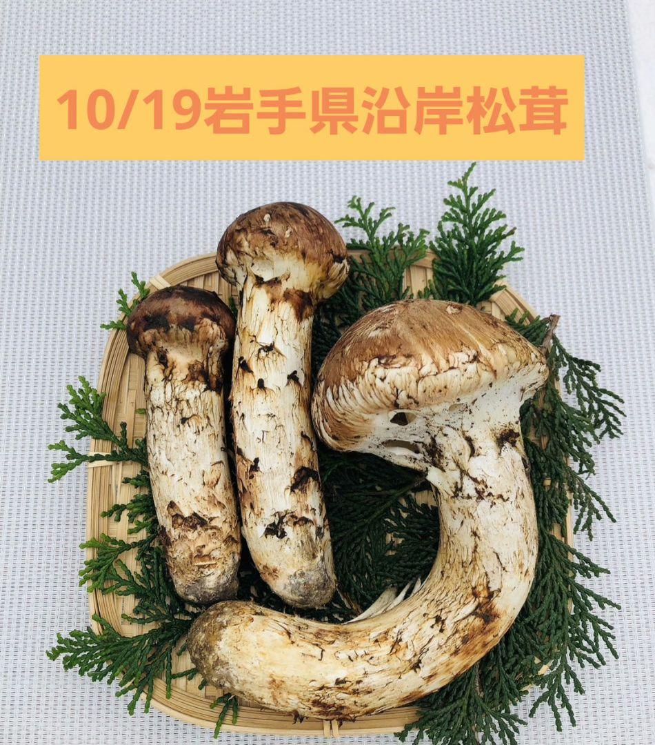 10/19 朝採れ国産岩手県沿岸松茸319g