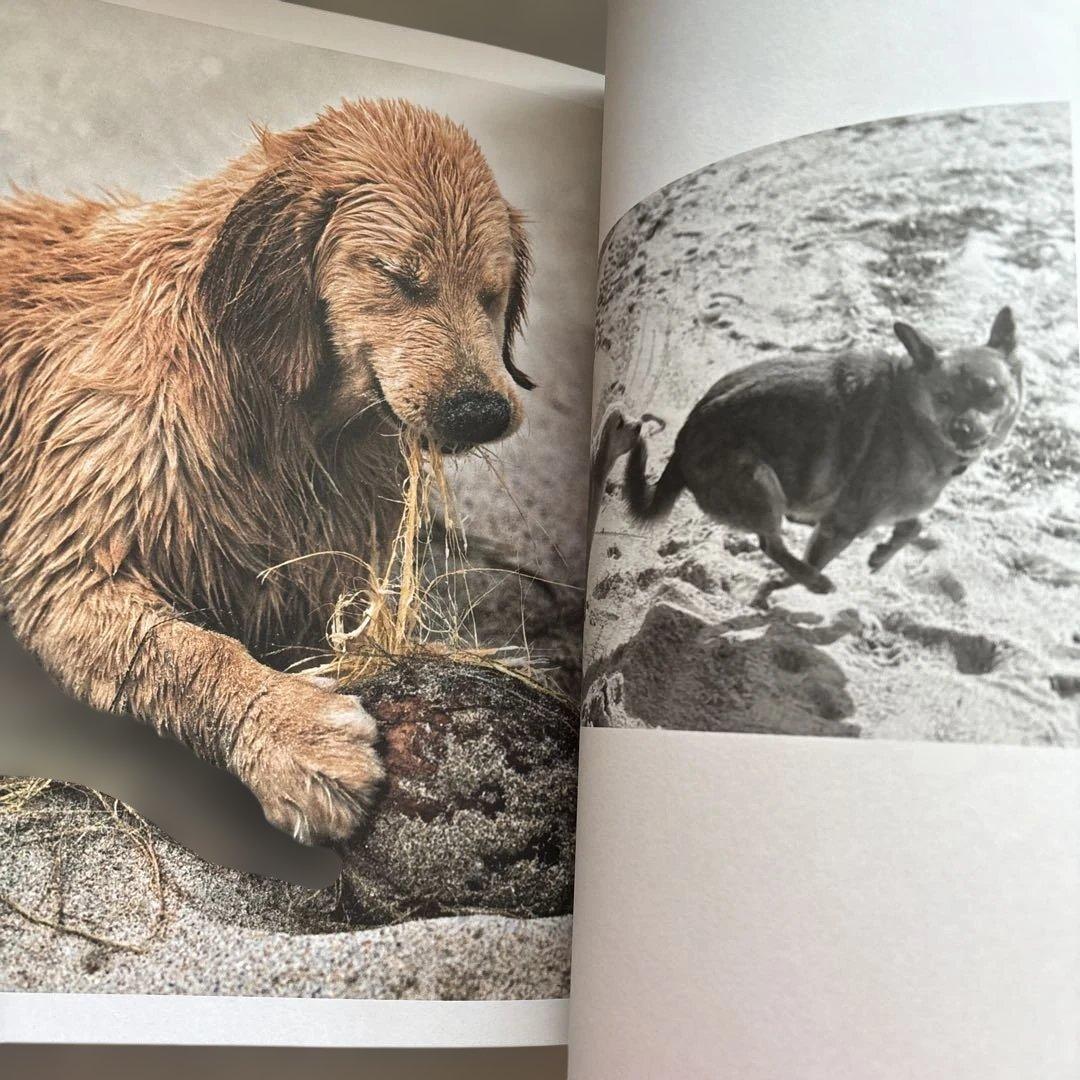 洋書 GOLDEN RETRIEVER PHOTOGRAPHIC SOCIEYT