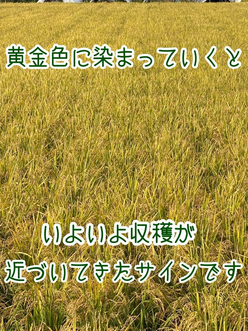 自然栽培【イセヒカリ】白米20kg[5kg×4袋]新米 無農薬無施肥の自然栽培米