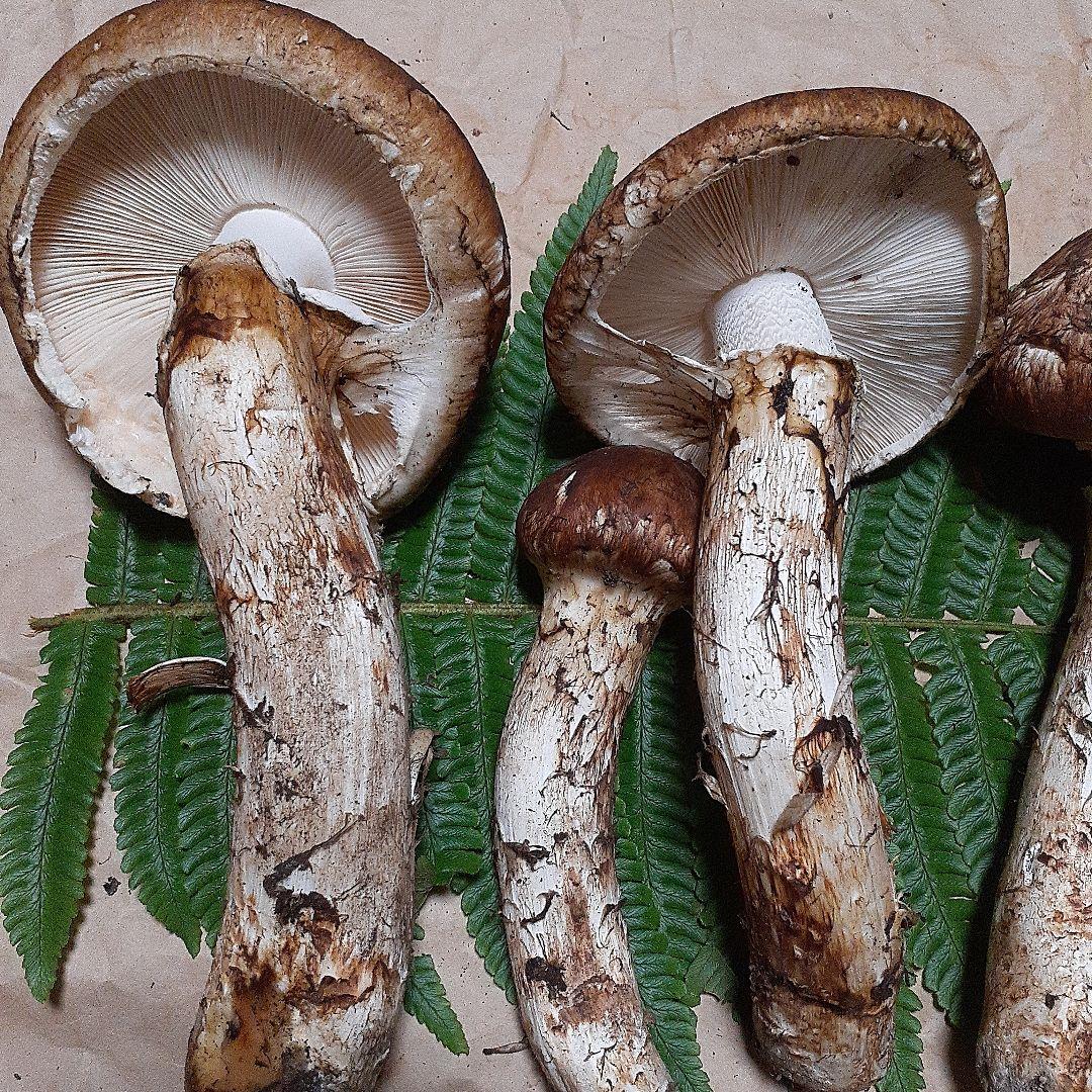 岩手県産松茸　本日採れ　送料込み！！