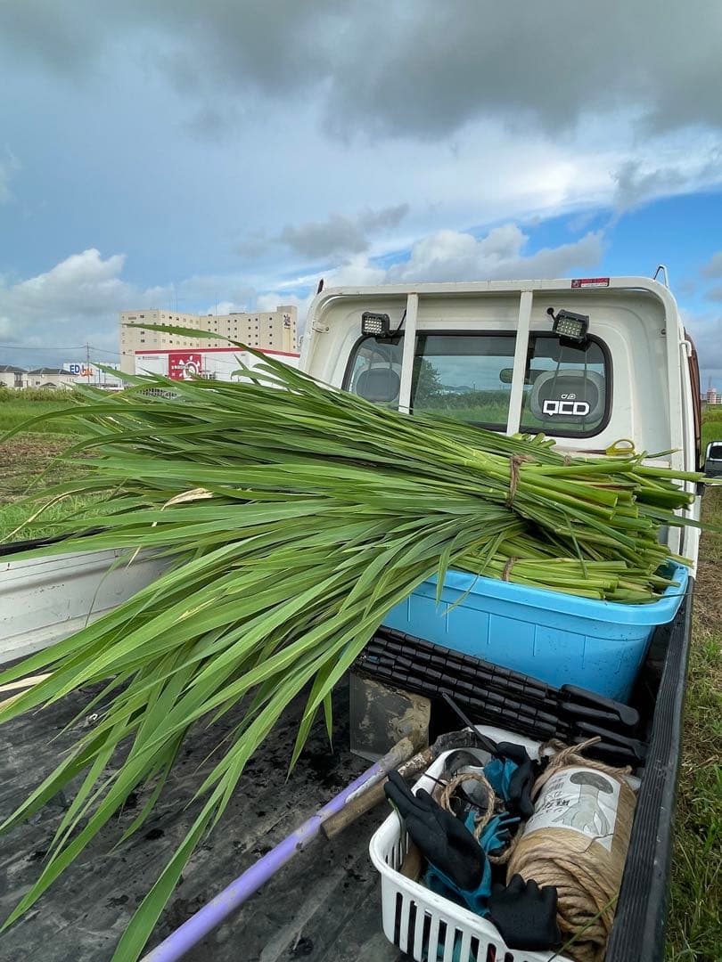 【採れたて】特大 終盤 マコモダケ宅急便80 5kg 愛知県産 自然農