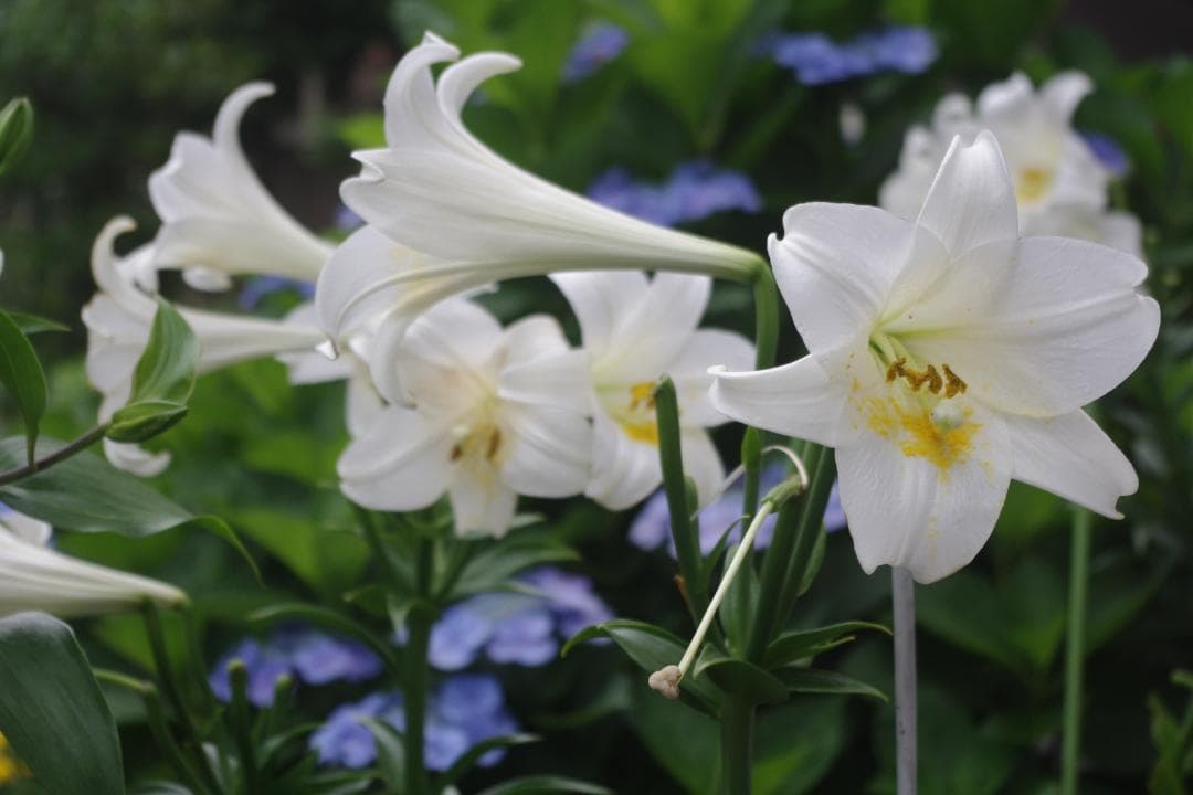 【S数2723回】PENTAX K-X★望遠レンズ付き55-300ｍｍ★転送OK