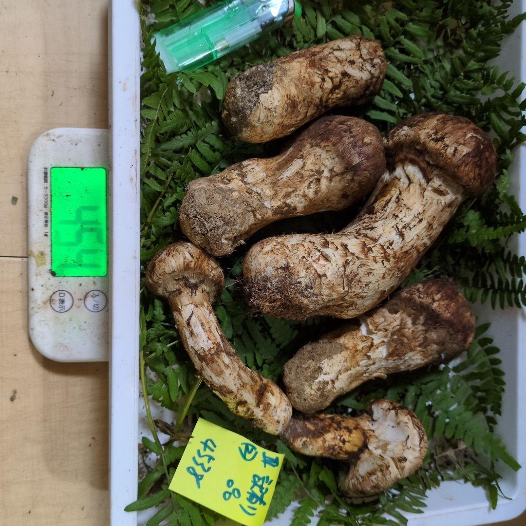 和歌山松茸 新鮮朝市　訳有り品　454㌘