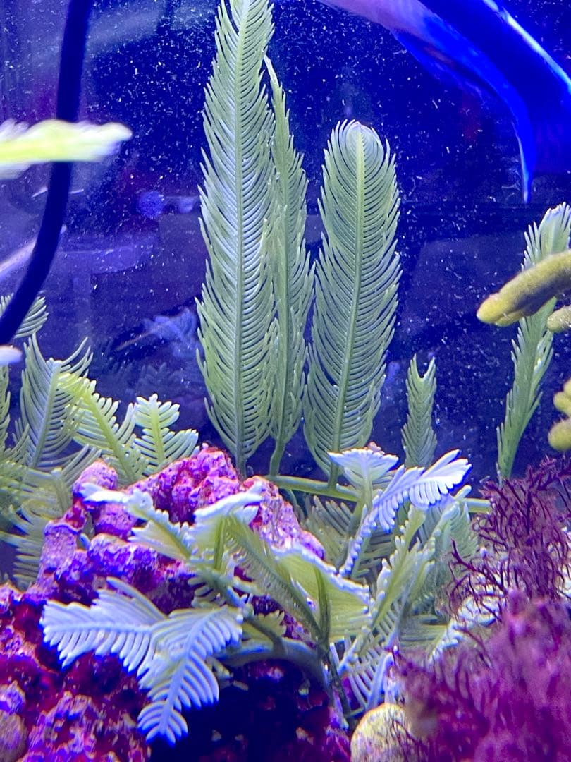 【匿名配送】　海藻　いろいろ　セット　宅急便