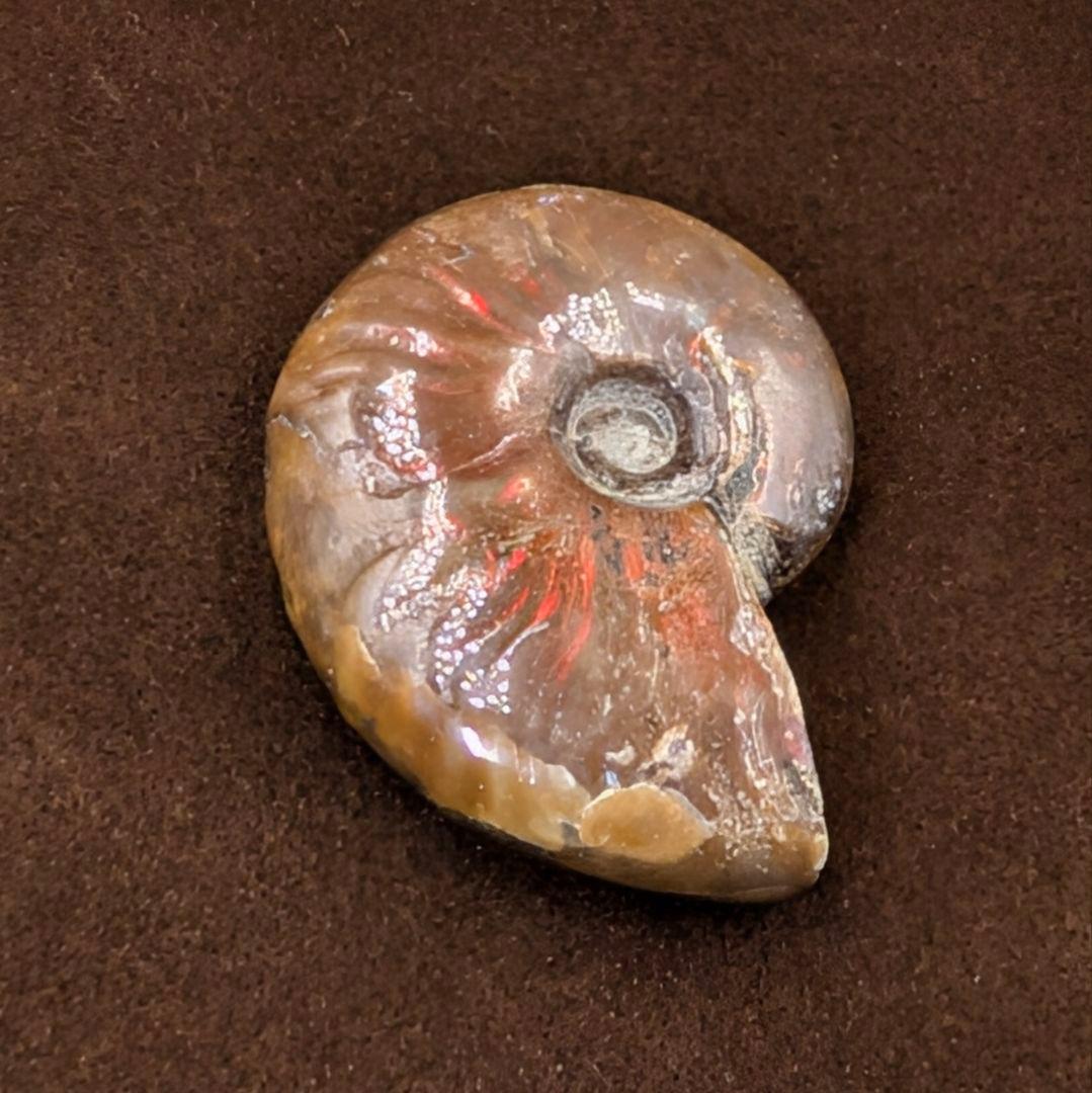 ※1点物『古の符術：アンモライトステイヴ』ナブロカルスタフィールと聖アンナ