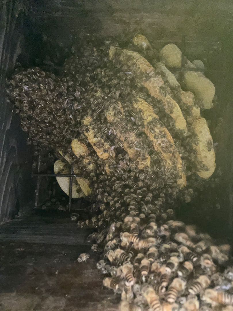 日本蜜蜂 純正ハチミツ 宮崎産山蜜　600g×6