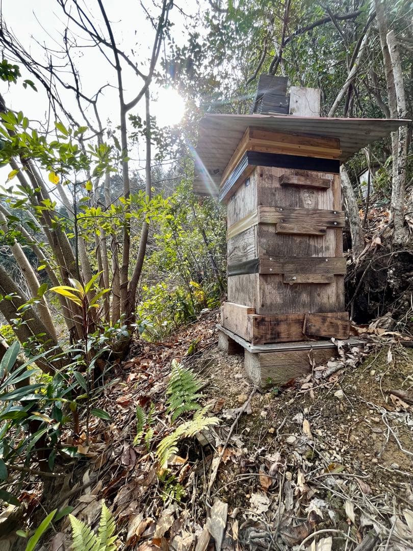 日本蜜蜂 純正ハチミツ 宮崎産山蜜　600g×6