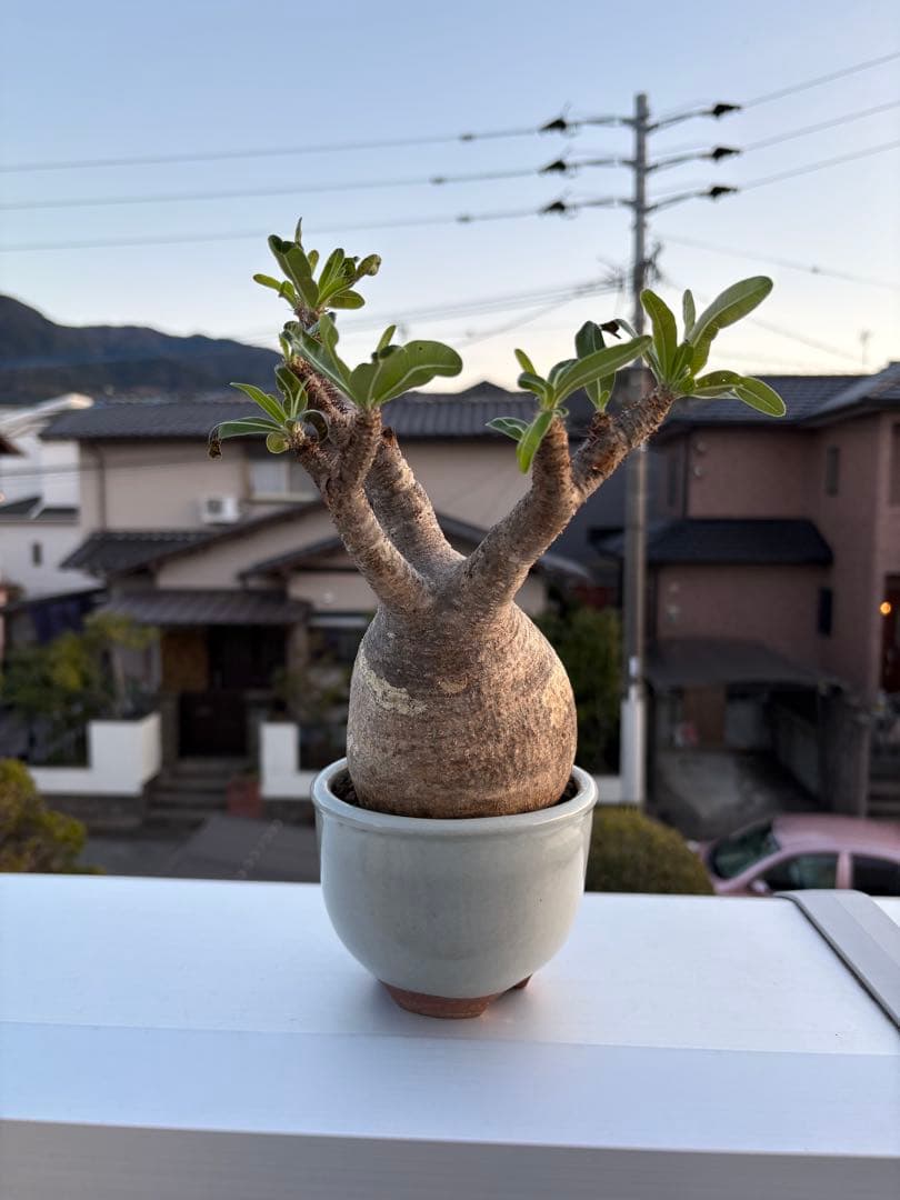 パキポディウムグラキリス発根済み