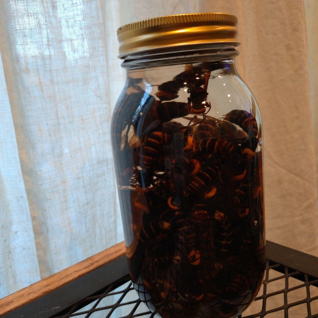 オオスズメバチ　焼酎漬け