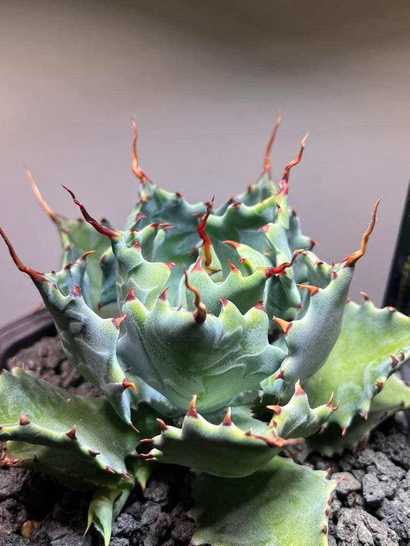 アガベ ハイブリッド　CJ plants産　甲蟹交種曲刺特選2