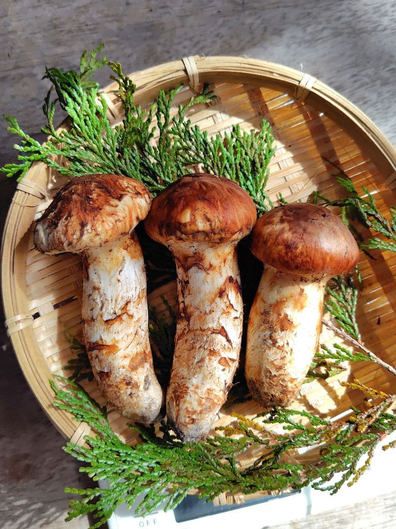 上つぼみ 松茸 127g すだちつき 信州 北アルプス産 天然きのこ 長野 国産