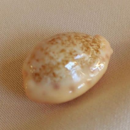 COWRIES　オサナ　カノコ　パパイア　フイリチドリダカラガイ　宝貝　貝殻5個