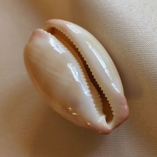 COWRIES　オサナ　カノコ　パパイア　フイリチドリダカラガイ　宝貝　貝殻5個