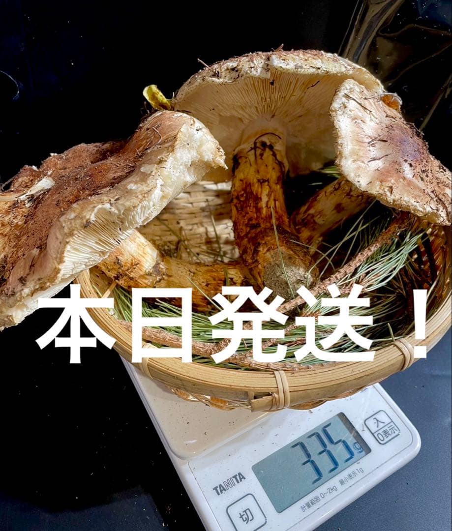 【大人気‼︎ 開きセット 330g 今期最終‼︎】本日採れ‼︎ 松茸◆クール便発送◆