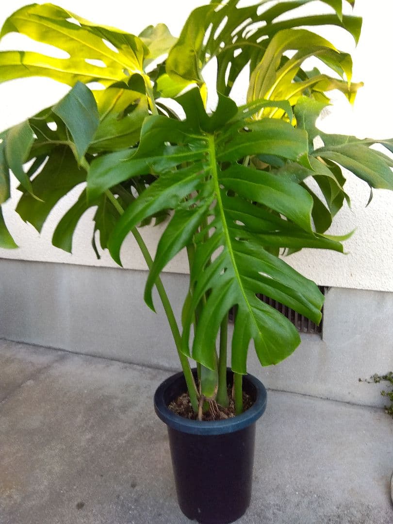 モンステラ　デリシオーサ　8号鉢つき　深穴開き❗2株植え❗　①