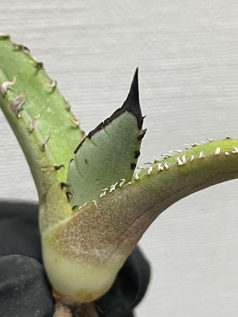 ジェレミー産Hidden Agaveアガベ ホワイトファング&クリープ