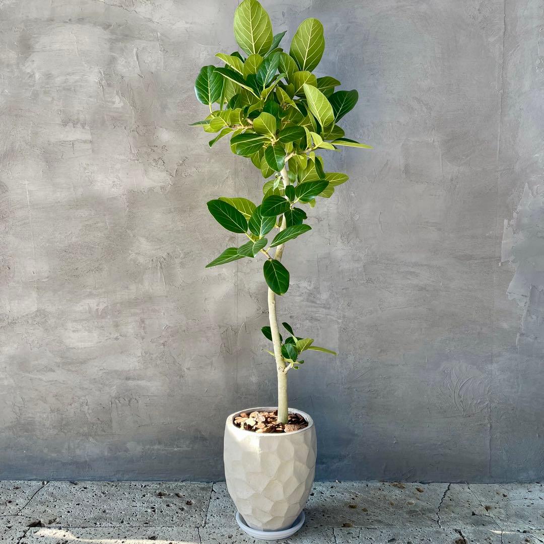 大型　フィカス　ベンガレンシス　曲がり仕立て　10号　陶器鉢　植え込み