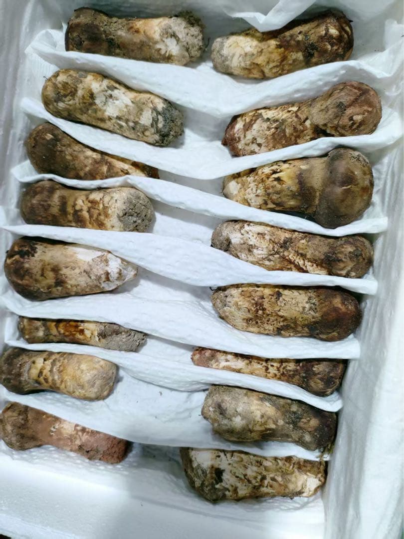 週末限定大特価！！雲南省産新鮮松茸　 つぼみS 約1kg