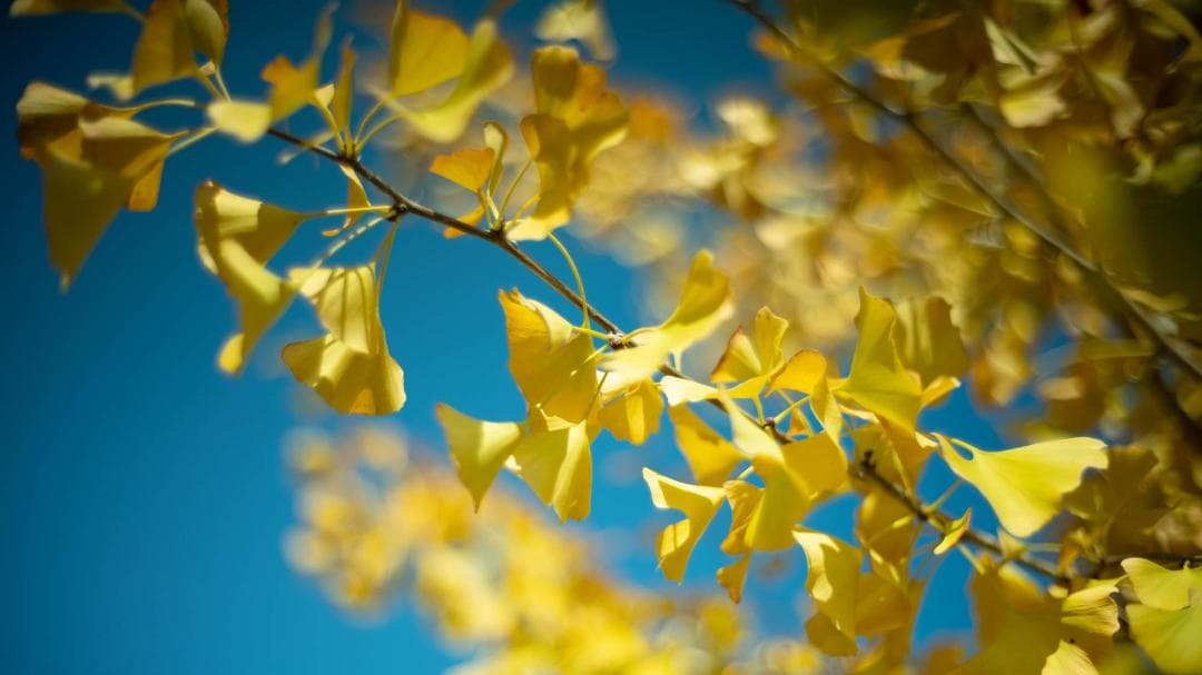 レンズ(単焦点) Voigtlander NOKTON Classic 40mm F1.4 SC