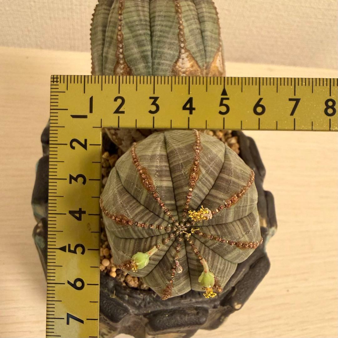 レ*君様 ユーフォルビア オベサ ダブルヘッド オールドオベサ2頭