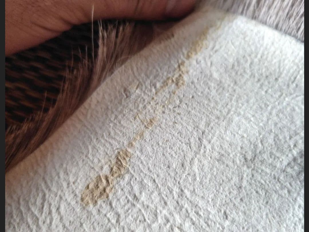 深*紫様 OCHIBA 物語 ニホンジカ カーミットチェアカバー