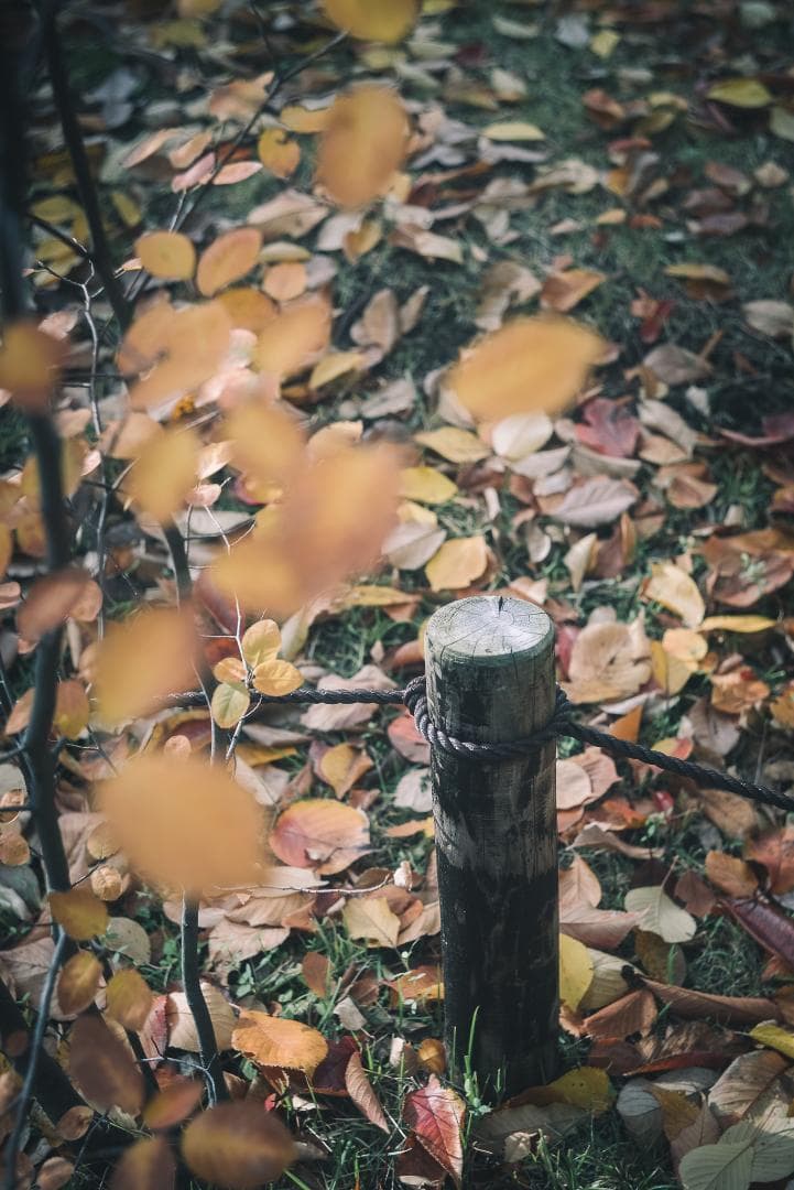 虹の出る癖玉！Leica Blue coated Summar 50mm F2