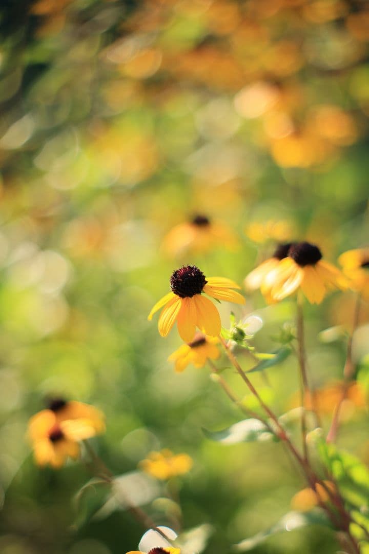 レンズ(単焦点) SMC TAKUMAR 55mm F1.8