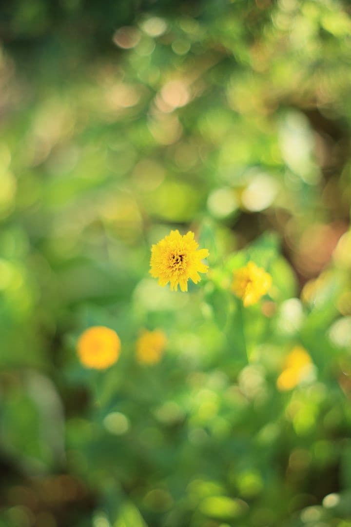 レンズ(単焦点) SMC TAKUMAR 55mm F1.8