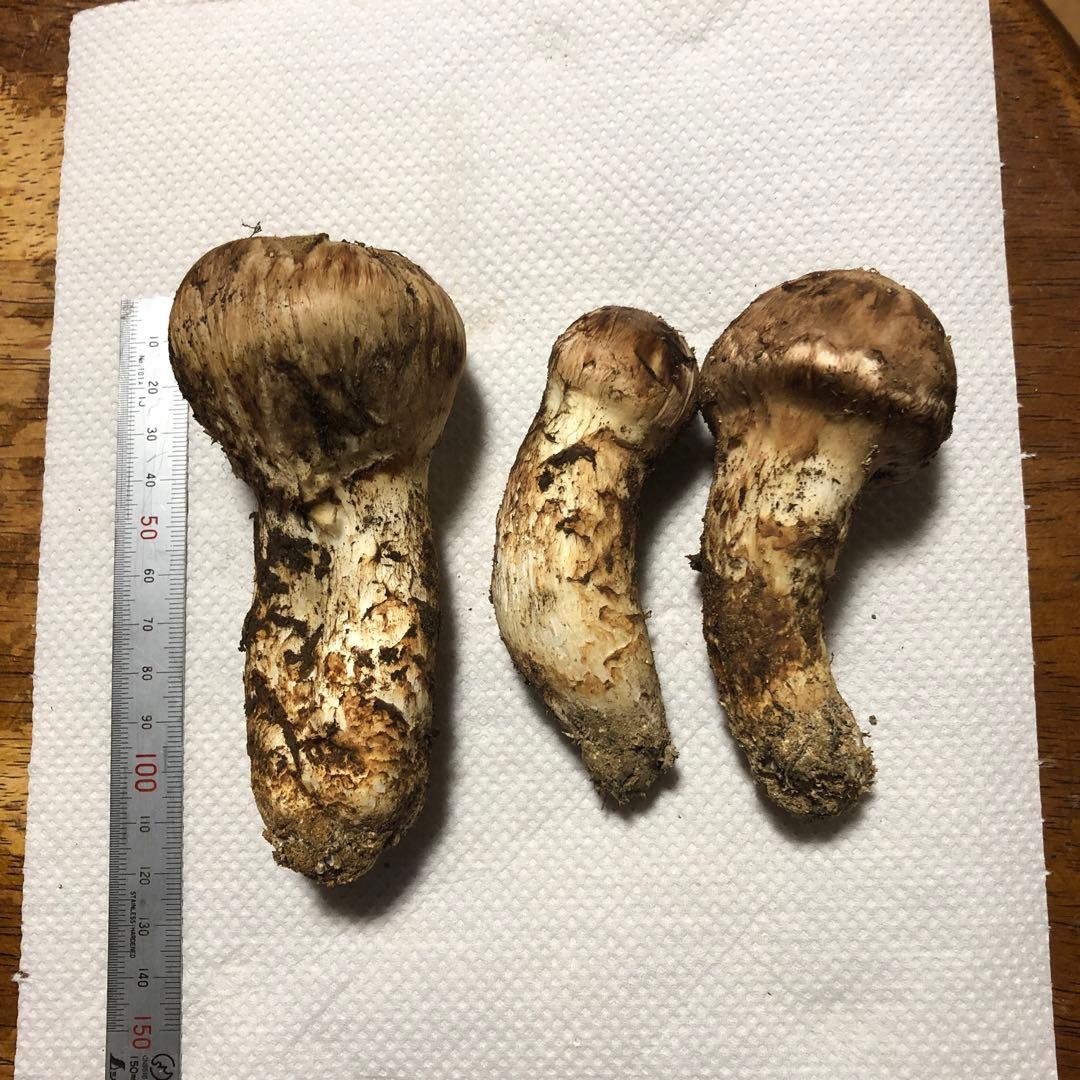 長野県信州産　国産松茸　約170g