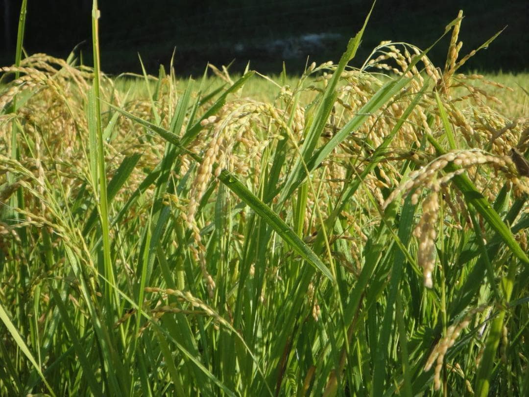 令和7年度 【湧き水栽培】農薬不使用玄米　ひのひかり 20㎏　奈良の農家直送