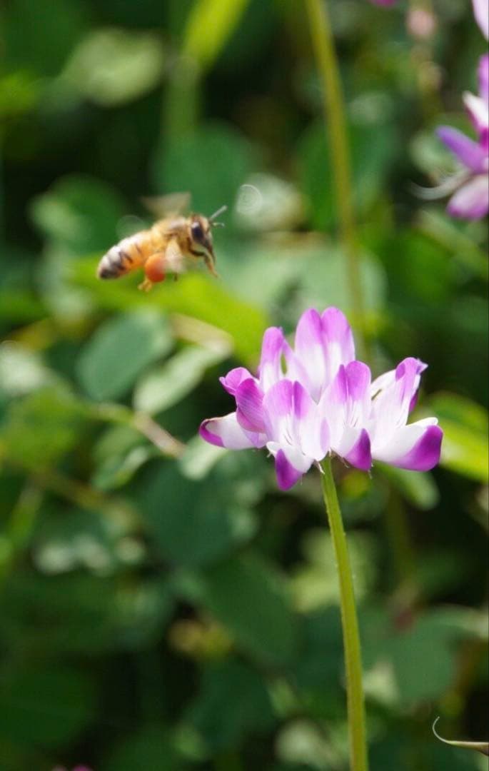はちみつ　日本蜜蜂のハチミツ　奥山の奥と花粉入り蜂蜜