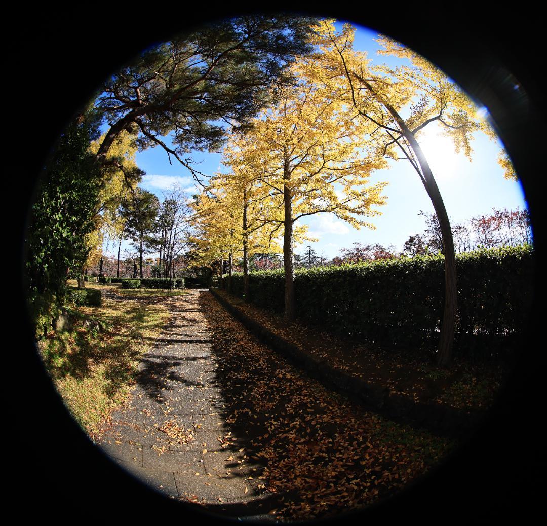 Canon EF8-15mm F4L フィッシュアイ USM